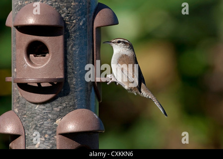 Bewick ´s Wren (Thryomanes Bewickii) ernähren sich von Sonnenblumen-Kerne aus der Station in Nanaimo, Vancouver Island, BC, Kanada im Oktober Stockfoto