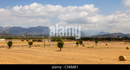 Feld-Landschaft mit Heuballen, mediterrane Vegetation und ikonischen Berge im Hintergrund (Puig Alaro und Puig de s'Alca Stockfoto