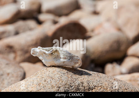 Bild einer Schale auf einem Stein mit einem felsigen Hintergrund, liegt an der Küste der Bretagne in Nordfrankreich. Stockfoto