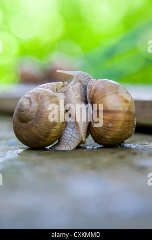 Schnecken, Paarung, Freiburg, Baden-Württemberg, Deutschland Stockfoto