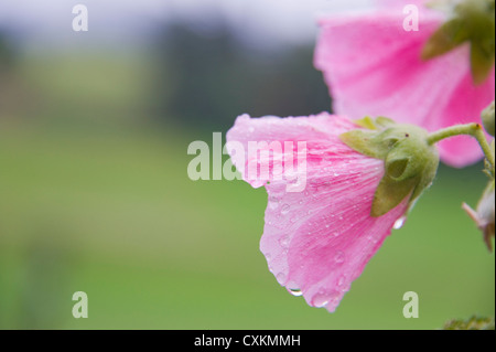 Nahaufnahme der Rose von Sharon, Freiburg, Baden-Württemberg, Deutschland Stockfoto