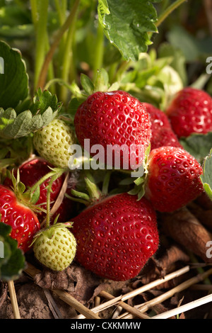 Reife Erdbeeren, DeVries Farm, Fenwick, Ontario, Kanada Stockfoto