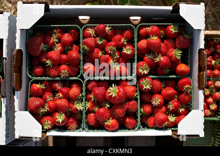 Geernteten Erdbeeren, DeVries Farm, Fenwick, Ontario, Kanada Stockfoto