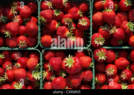 Geernteten Erdbeeren, DeVries Farm, Fenwick, Ontario, Kanada Stockfoto