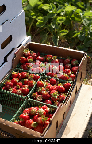 Geernteten Erdbeeren, DeVries Farm, Fenwick, Ontario, Kanada Stockfoto