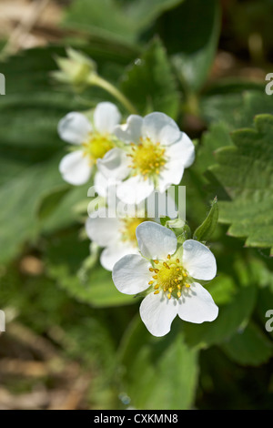 Erdbeer Blüten, DeVries Farm, Fenwick, Ontario, Kanada Stockfoto