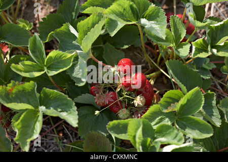 Reife Erdbeeren Pflanzen, DeVries Farm, Fenwick, Ontario, Kanada Stockfoto