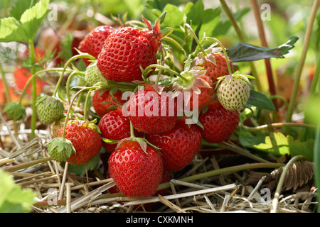 Reife Erdbeeren Pflanzen, DeVries Farm, Fenwick, Ontario, Kanada Stockfoto