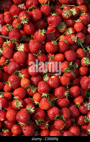 Geernteten Erdbeeren, DeVries Farm, Fenwick, Ontario, Kanada Stockfoto