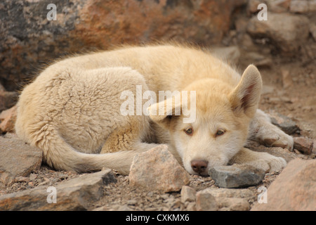 Junge Schlitten Hund, Ittoqqortoormiit, Scoresbysund, Kommune Sermersooq, Grönland Stockfoto