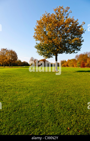 Golfplatz mit Bäumen im Herbst, Nordrhein-Westfalen, Deutschland Stockfoto