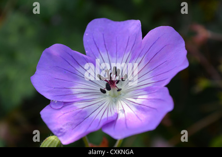 Geranium Rozanne Blume Stockfoto