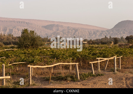 Weinberge mit den flammenden Bergen im Hintergrund außerhalb Turpan, Xinjiang, China Stockfoto