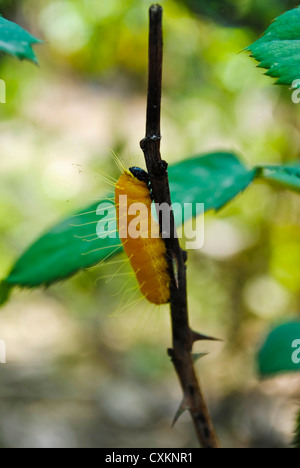 Luna Motte Caterpillar auf Baum Stockfoto