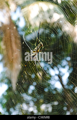 Spinne im Netz. Stockfoto
