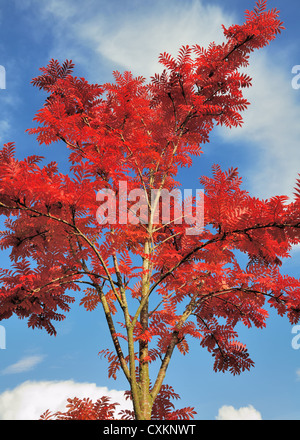 Spektakuläre scharlachrote Farbe des Rowan-Baumes, auch Mountain Ash, Sorbus aucuparia im Herbst in Schottland, Großbritannien Stockfoto