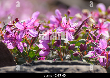 Breitblättrigen Weidenröschen, Romer Fjord, Ostgrönland, Grönland Stockfoto