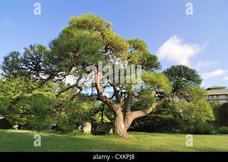 große Verbreitung japanische Tanne auf dem grünen Rasen am strahlenden Sommertag Stockfoto