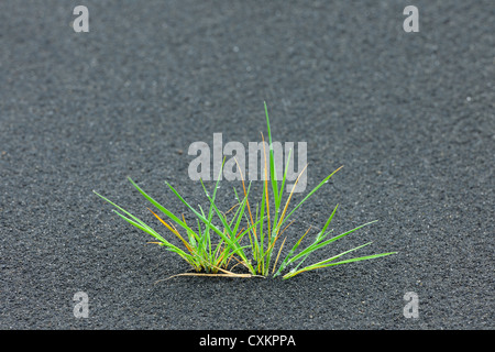 Grass, Vulkanasche, Eyjafjallajökull, South Island, Island Stockfoto