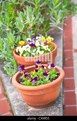 Kleine Stiefmütterchen oder Viola in Tontöpfen im Frühling Garten gepflanzt. Stockfoto