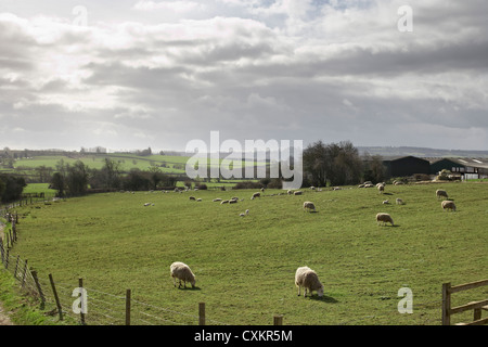 Schafe grasen auf Hügeln, Scunthorpe, Lincolnshire, England Stockfoto