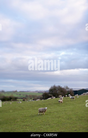 Schafe grasen auf Hügeln, Scunthorpe, Lincolnshire, England Stockfoto