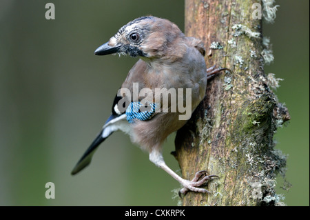 Jay (Garrulus Glandarius) Stockfoto