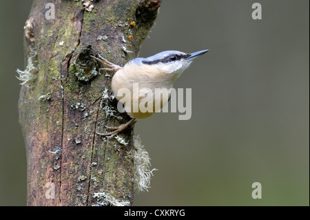 Kleiber (Sitta Europaea) Stockfoto