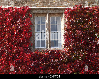 Wildem Wein um ein Fenster, UK Stockfoto