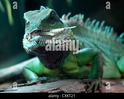 Wasserdrache Essen eine Heuschrecke, UK Stockfoto