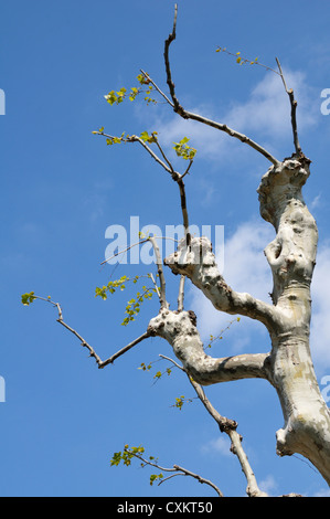 Knospen an den Ästen, Aubagne, Provence, Frankreich Stockfoto