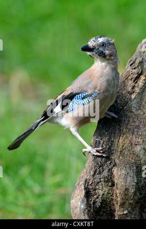 Jay (Garrulus Glandarius) Stockfoto