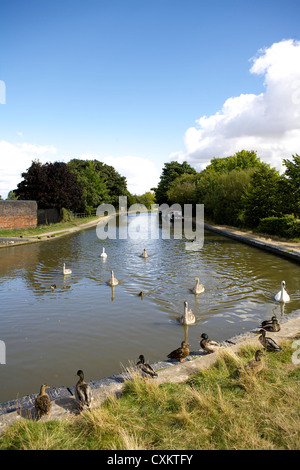 Cygnets, Schwäne und Enten am Grand Union Canal, Emscote in der Nähe von Warwick, Warwickshire, Großbritannien, England, GB, Briten, Englisch, uk, gb Stockfoto