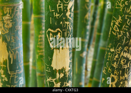 Graffiti in Bambus, Majorelle Garten, Marrakesch, Marokko Stockfoto