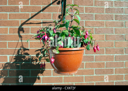 Roten Fuschia Pflanzen in Blüte in hängenden Korb wirft einen Schatten gegen einen roten Backsteinmauer Stockfoto