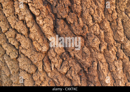 Rinde der alten Baum, Ourika-Tal, Atlasgebirge, Marokko Stockfoto