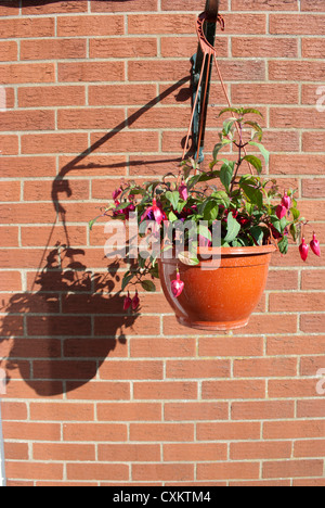 Roten Fuschia Pflanzen in Blüte in hängenden Korb wirft einen Schatten gegen einen roten Backsteinmauer Stockfoto