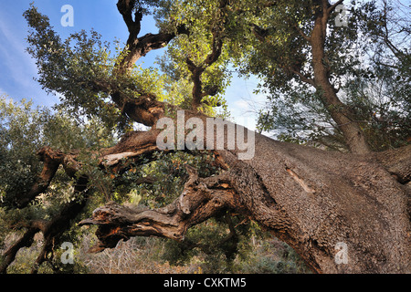 Steineiche, Ourika-Tal, Atlasgebirge, Marokko Stockfoto