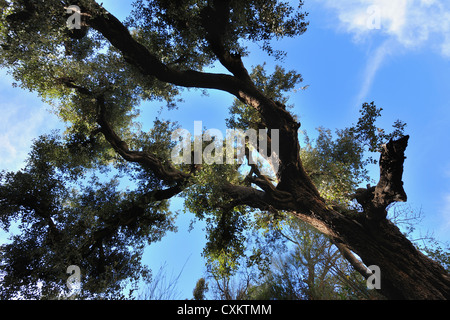 Steineiche, Ourika-Tal, Atlasgebirge, Marokko Stockfoto