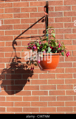 Roten Fuschia Pflanzen in Blüte in hängenden Korb wirft einen Schatten gegen einen roten Backsteinmauer Stockfoto