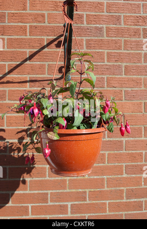 Roten Fuschia Pflanzen in Blüte in hängenden Korb wirft einen Schatten gegen einen roten Backsteinmauer Stockfoto