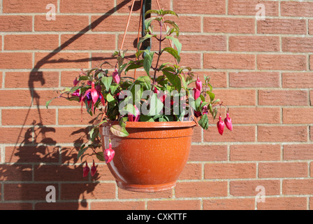 Roten Fuschia Pflanzen in Blüte in hängenden Korb wirft einen Schatten gegen einen roten Backsteinmauer Stockfoto