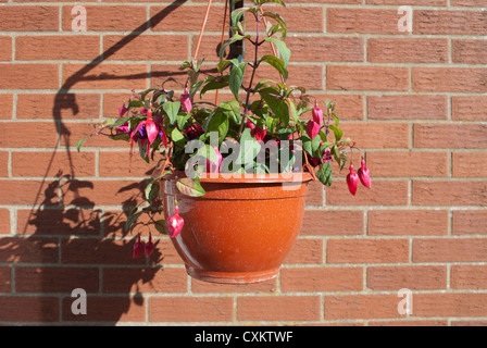 Roten Fuschia Pflanzen in Blüte in hängenden Korb wirft einen Schatten gegen einen roten Backsteinmauer Stockfoto