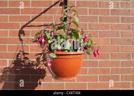 Roten Fuschia Pflanzen in Blüte in hängenden Korb wirft einen Schatten gegen einen roten Backsteinmauer Stockfoto