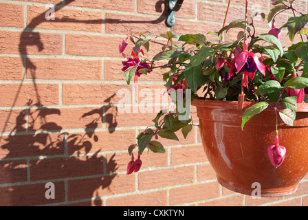 Roten Fuschia Pflanzen in Blüte in hängenden Korb wirft einen Schatten gegen einen roten Backsteinmauer Stockfoto