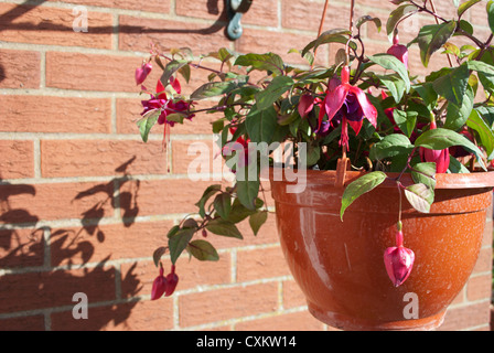 Roten Fuschia Pflanzen in Blüte in hängenden Korb wirft einen Schatten gegen einen roten Backsteinmauer Stockfoto