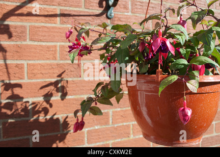 Roten Fuschia Pflanzen in Blüte in hängenden Korb wirft einen Schatten gegen einen roten Backsteinmauer Stockfoto