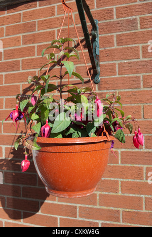 Roten Fuscia Pflanzen in Blüte in hängenden Korb wirft einen Schatten gegen einen roten Backsteinmauer Stockfoto