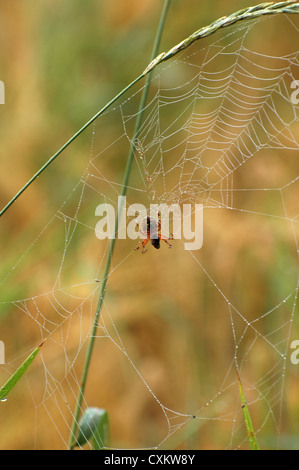 Nahaufnahme der Saiten eines Web-Spinnen Stockfoto