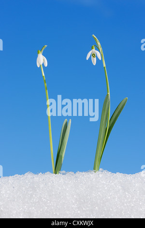 Galanthus Nivalis in Schnee, Bayern, Deutschland Stockfoto